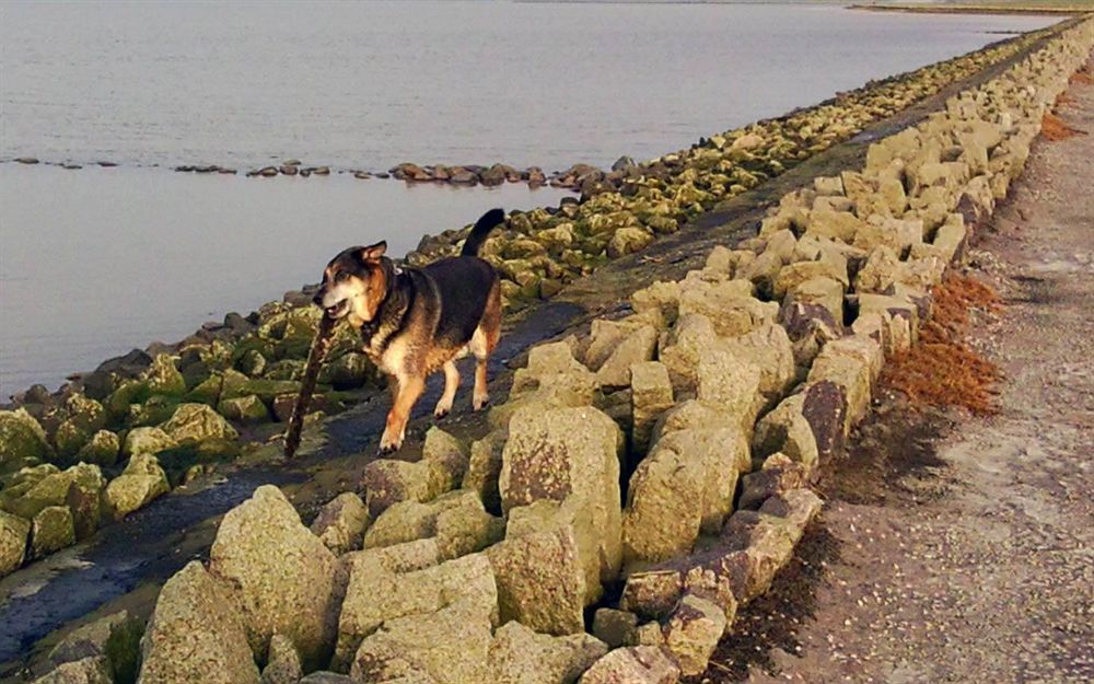 Hotel, Restaurant, Cafe Pharisaeerhof - Nordseeurlaub Mit Hund Nordstrand Luaran gambar