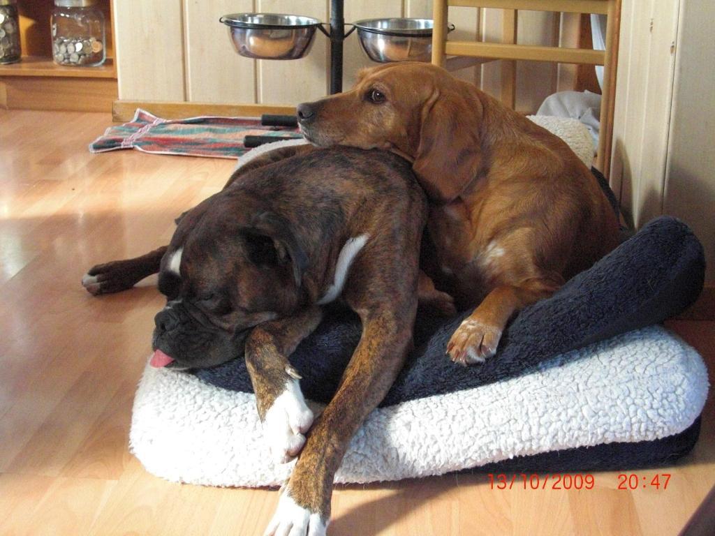Hotel, Restaurant, Cafe Pharisaeerhof - Nordseeurlaub Mit Hund Nordstrand Luaran gambar