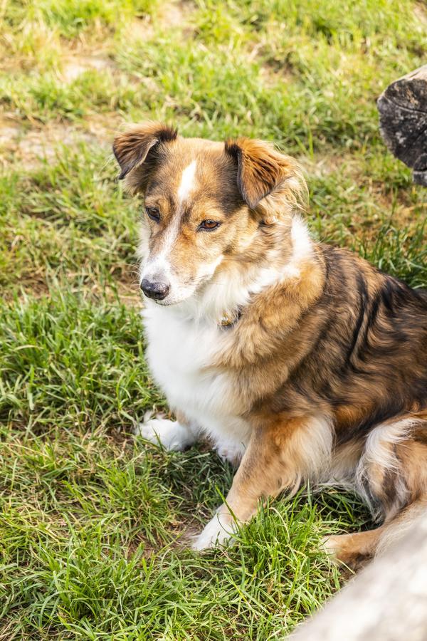 Hotel, Restaurant, Cafe Pharisaeerhof - Nordseeurlaub Mit Hund Nordstrand Luaran gambar