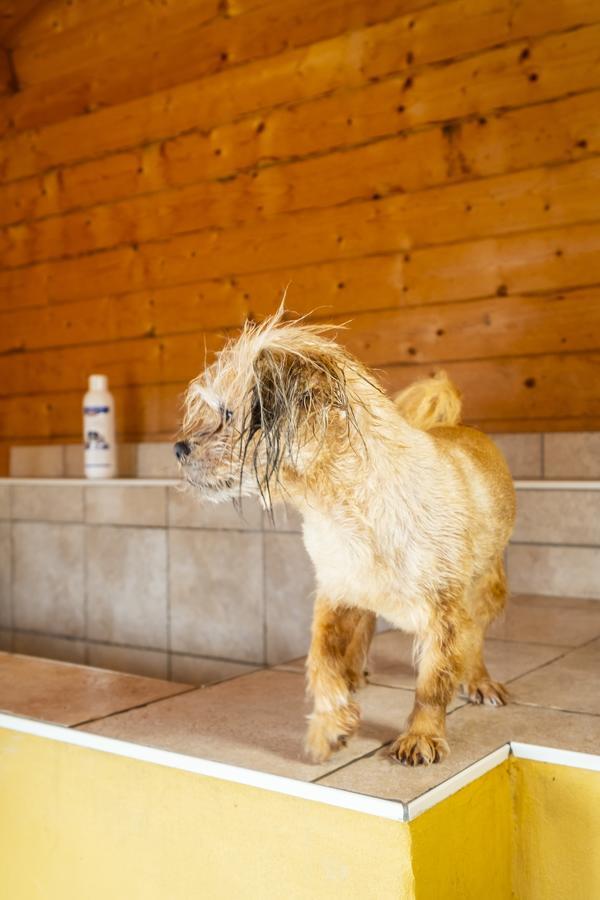 Hotel, Restaurant, Cafe Pharisaeerhof - Nordseeurlaub Mit Hund Nordstrand Luaran gambar